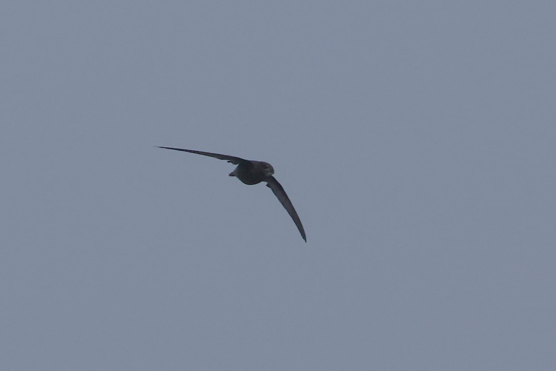 Common Swift - ML644940158
