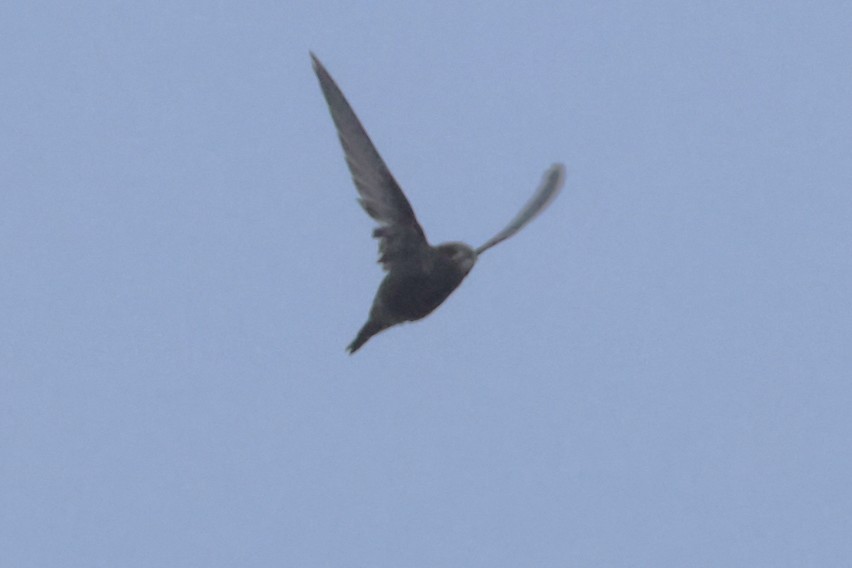 Common Swift - ML644940159