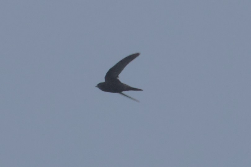 Common Swift - ML644940160
