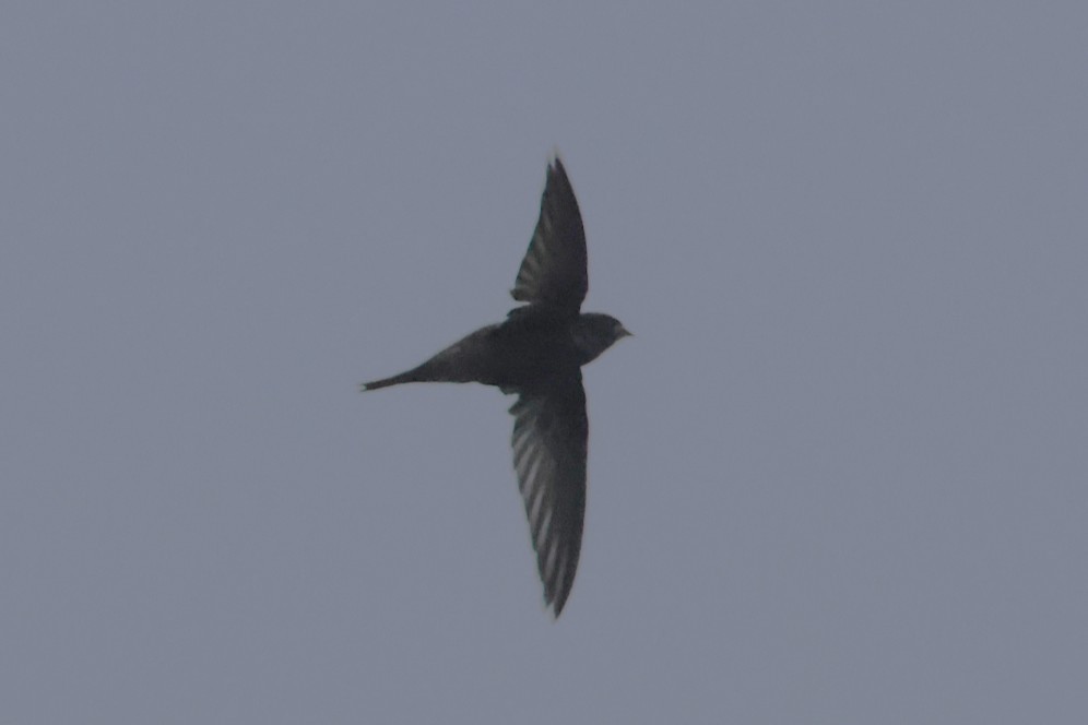 Common Swift - ML644940161