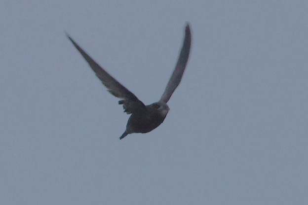 Common Swift - ML644940162
