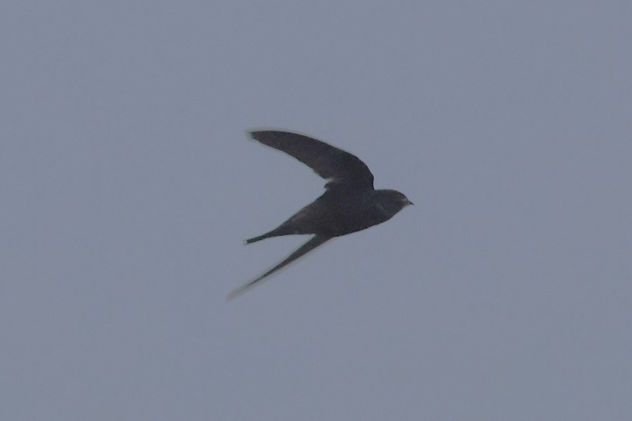 Common Swift - ML644940163