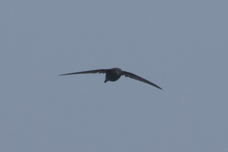 Common Swift - ML644940164