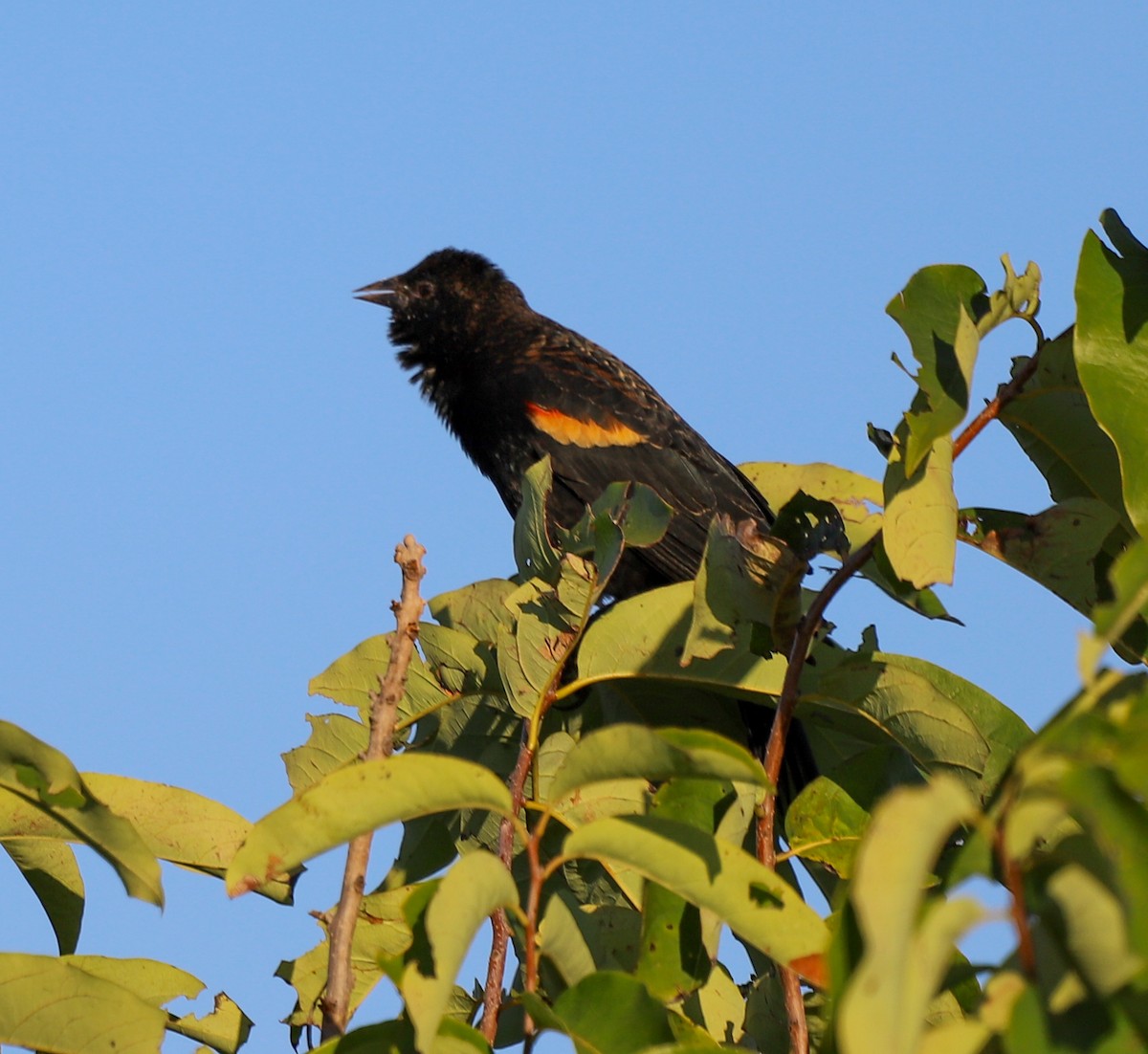 Rotflügelstärling - ML644940177