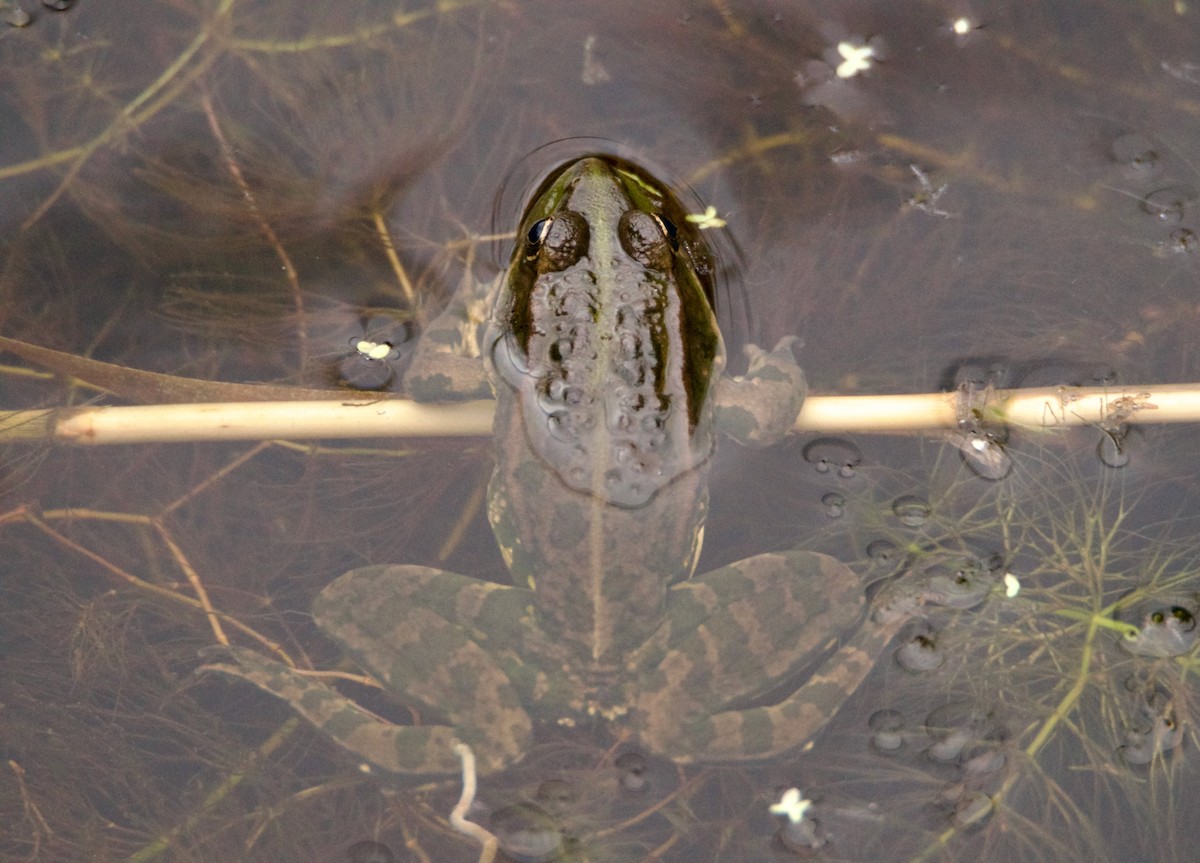 Marsh Frog - ML644940186