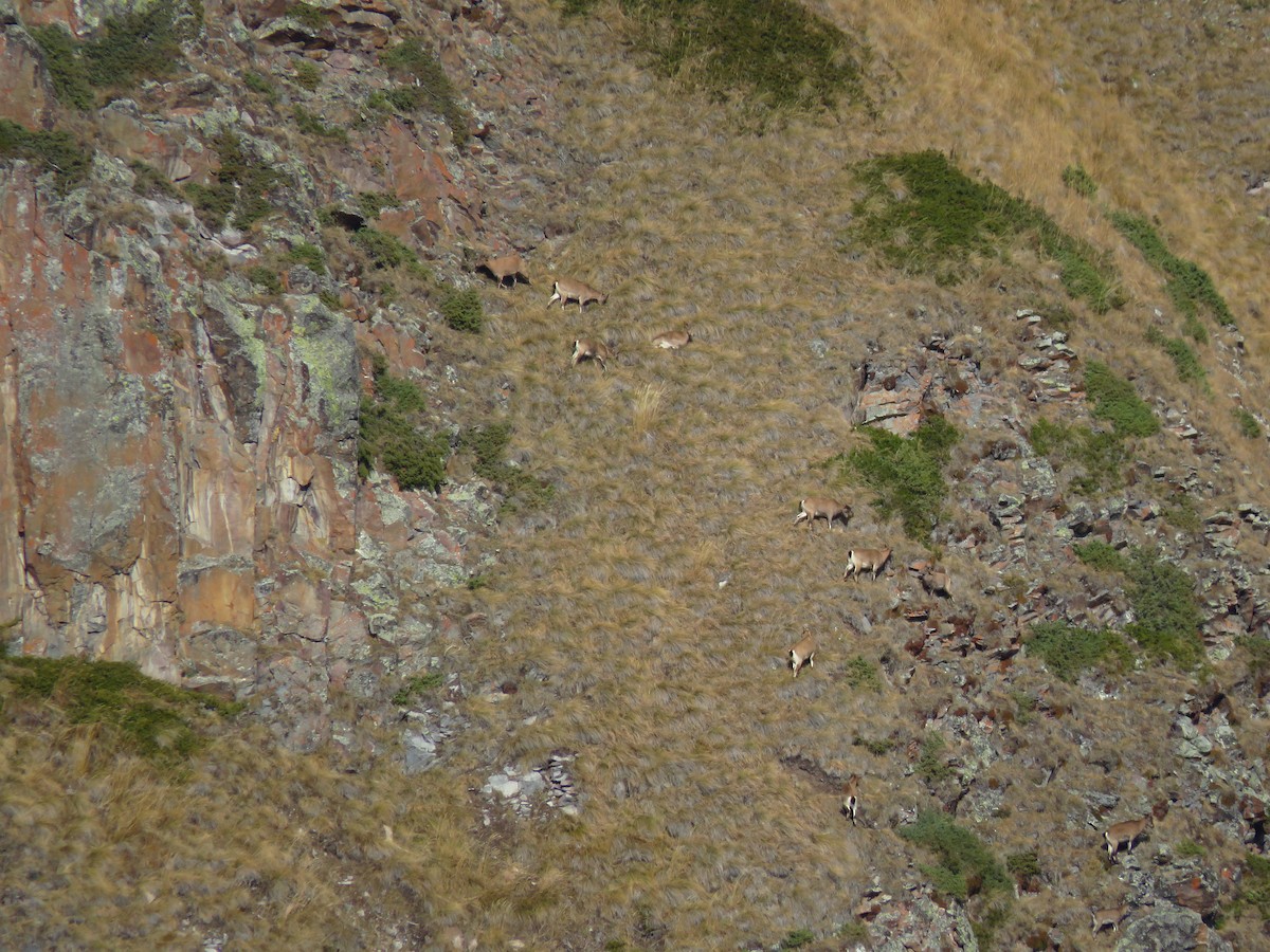 West Caucasian Tur - ML644940190