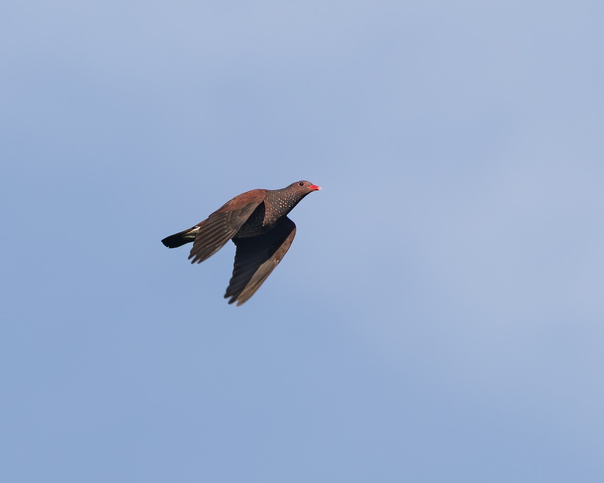 Scaled Pigeon - ML644940192