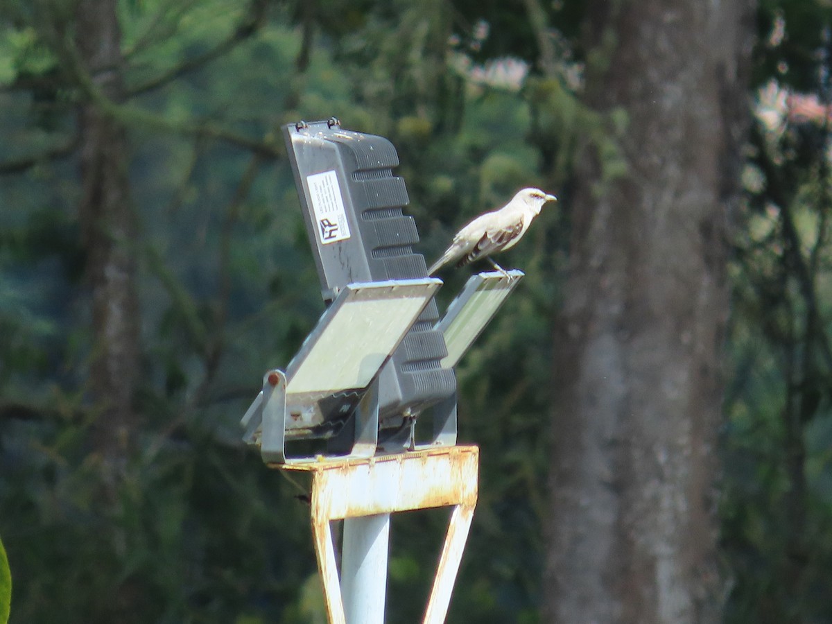 Tropikal Taklitçi - ML644940224