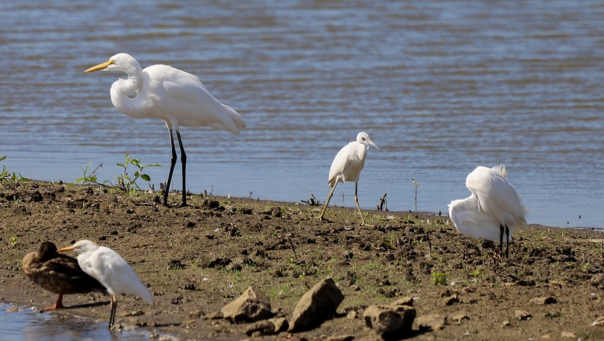 Blaureiher - ML644940268