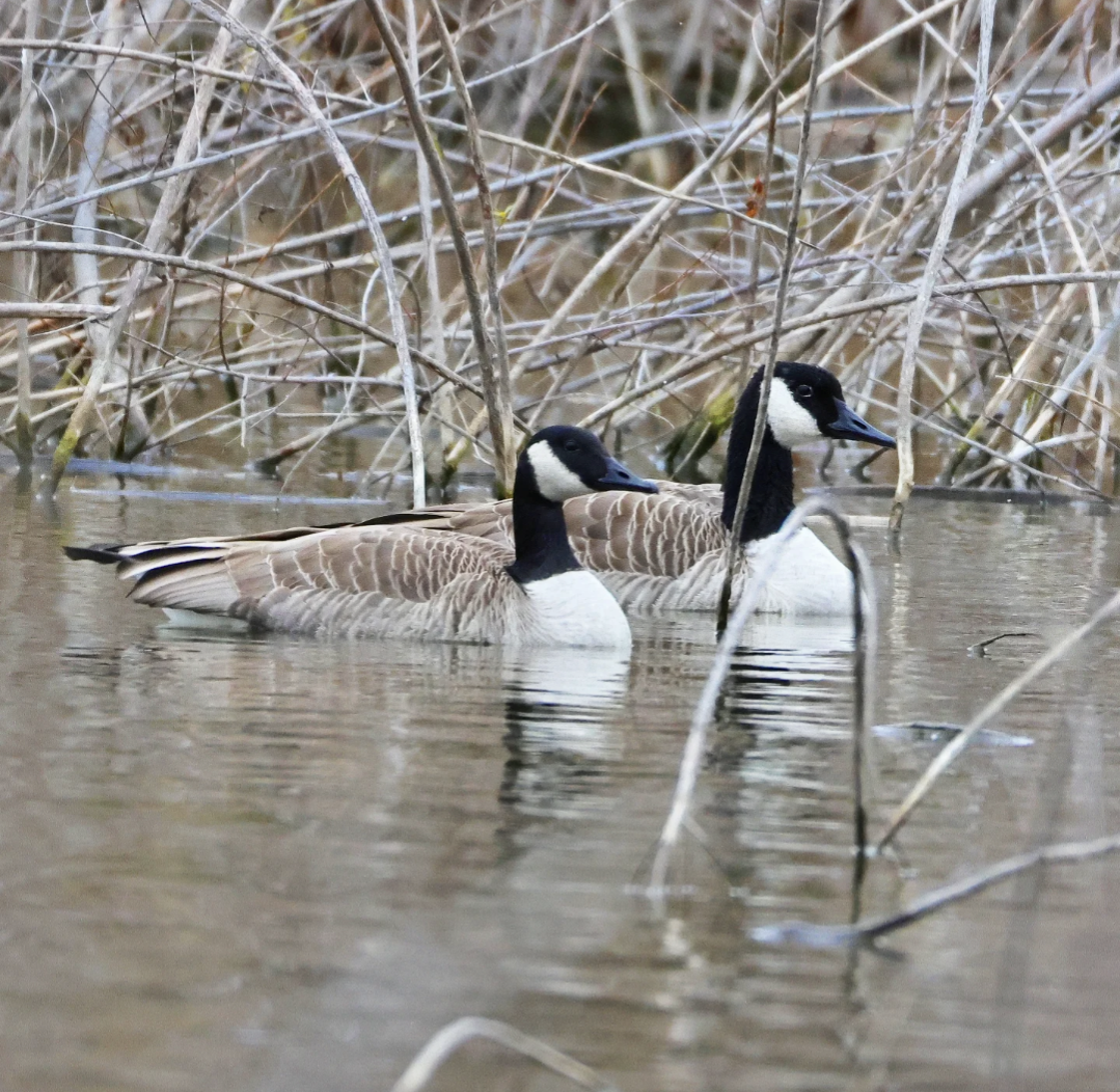 Canada Goose - ML644940271