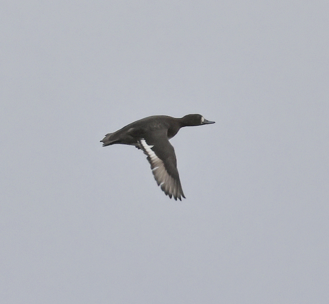 Lesser Scaup - ML644940297