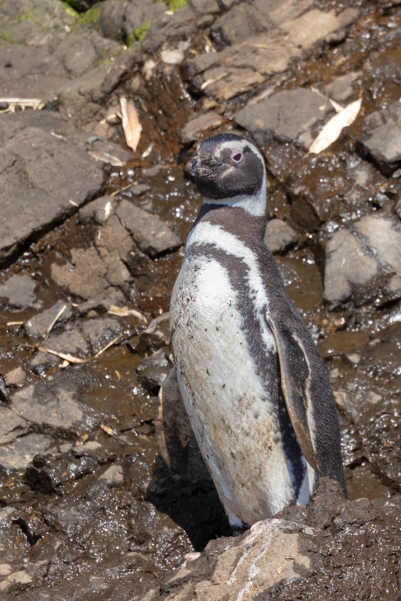 Magellanpinguin - ML644940299