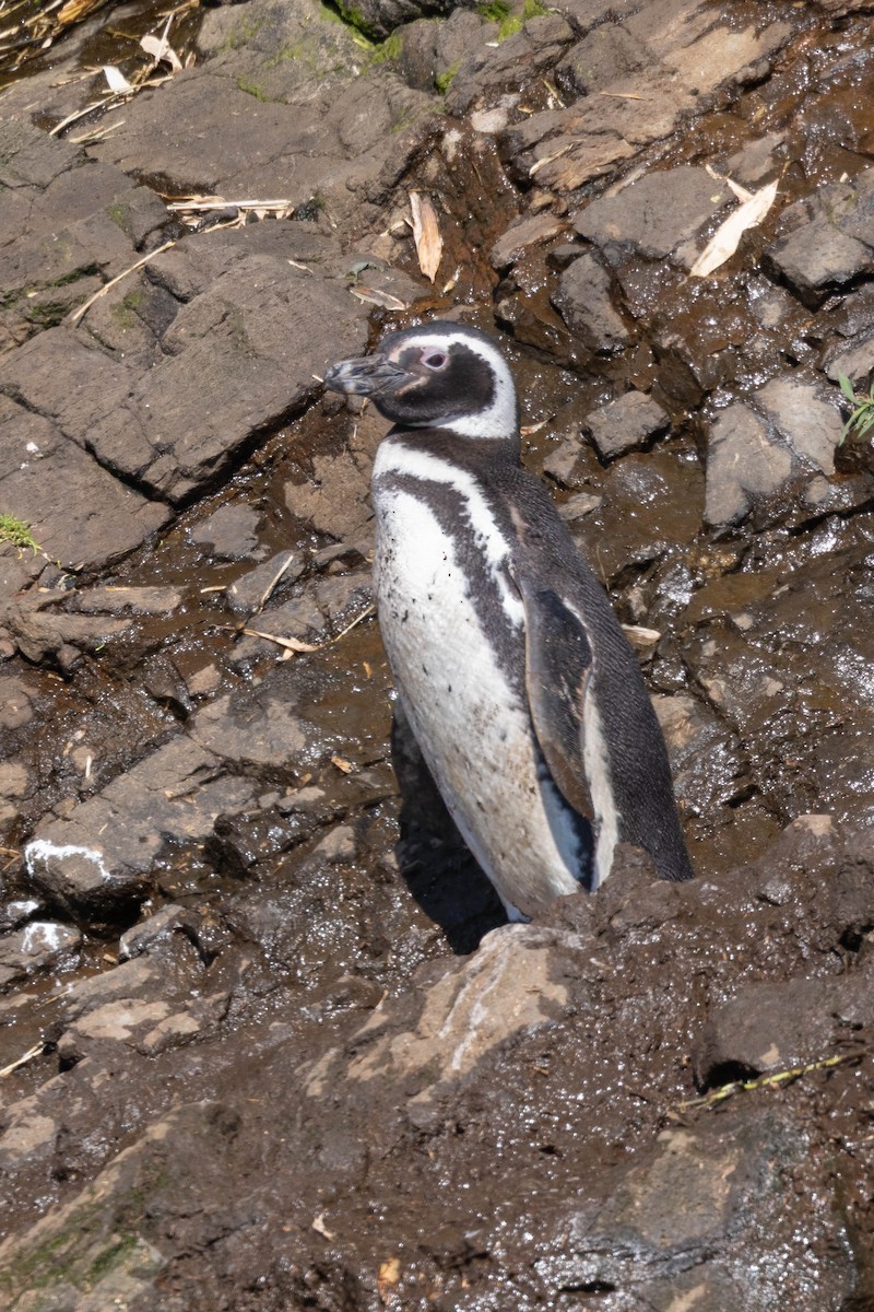 Magellanpinguin - ML644940300