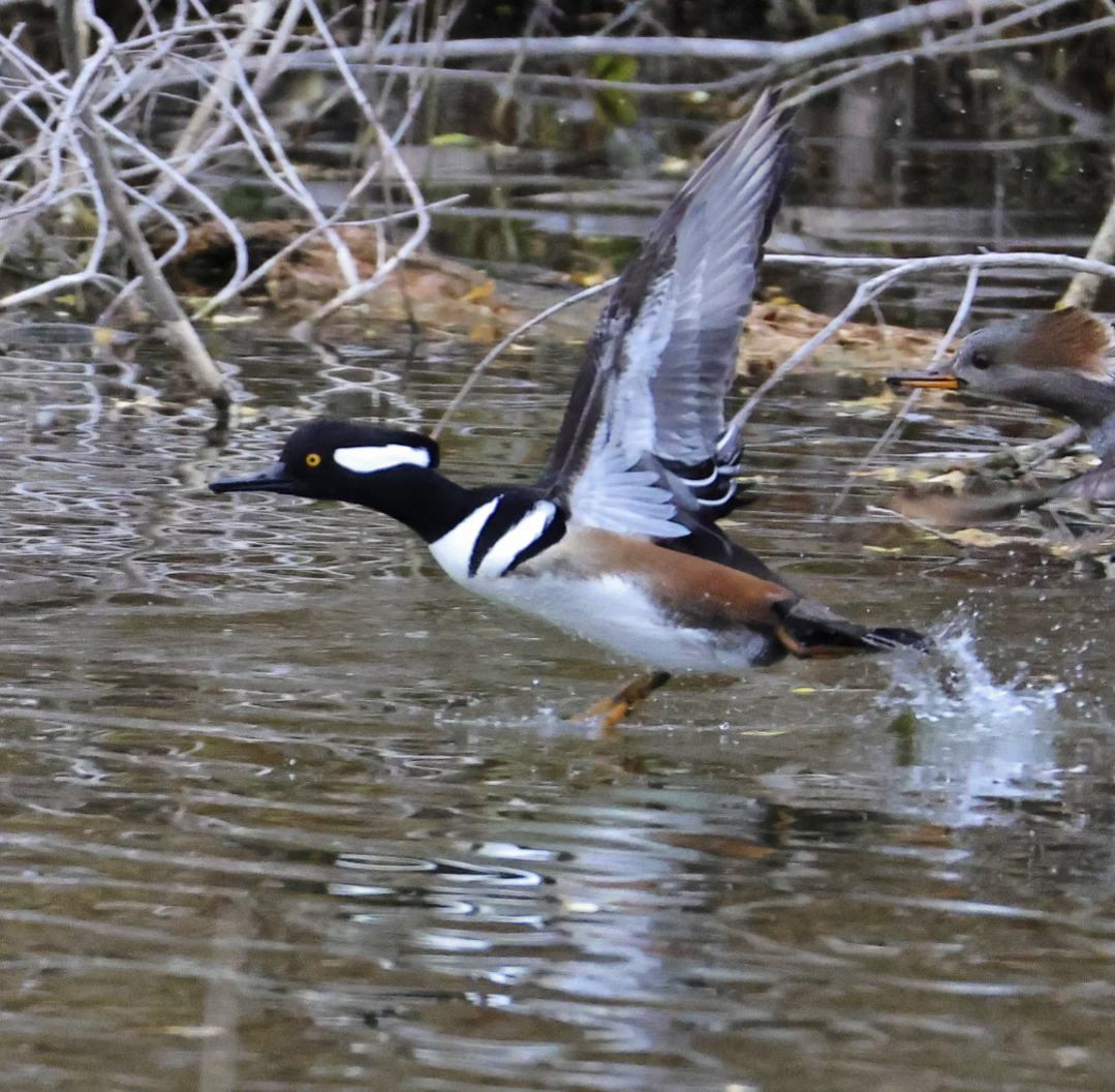Hooded Merganser - ML644940302