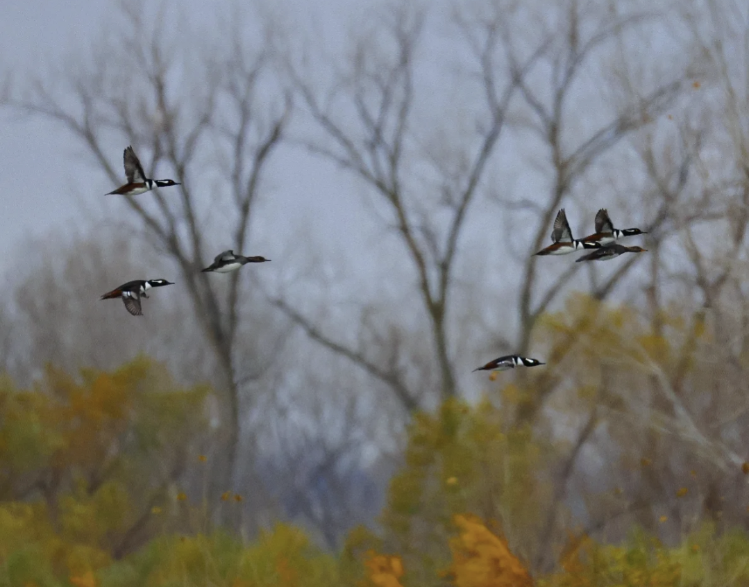 Hooded Merganser - ML644940317