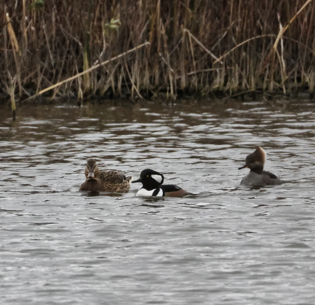 Hooded Merganser - ML644940318
