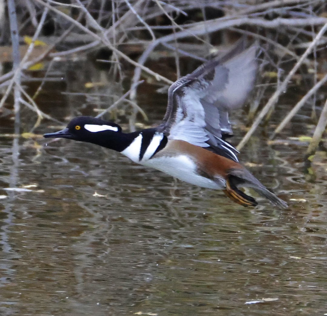 Hooded Merganser - ML644940319