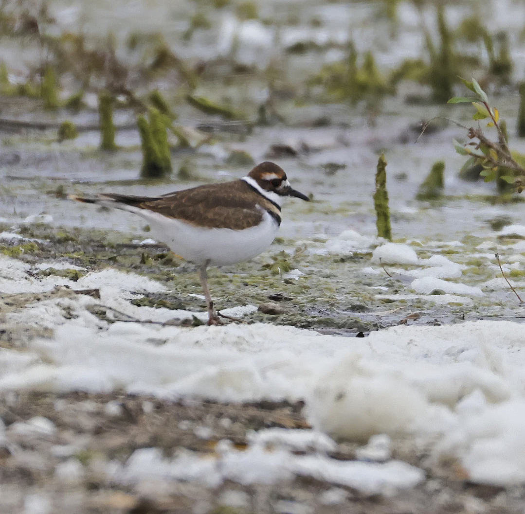 Killdeer - ML644940322
