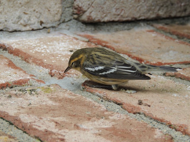 Reinita Gorjinaranja - ML644940325