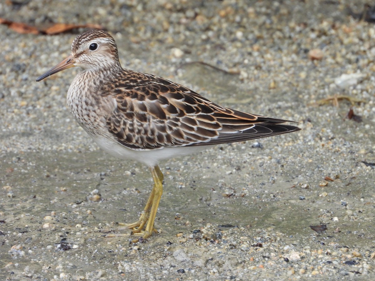 חופית כהת-חזה - ML644940326