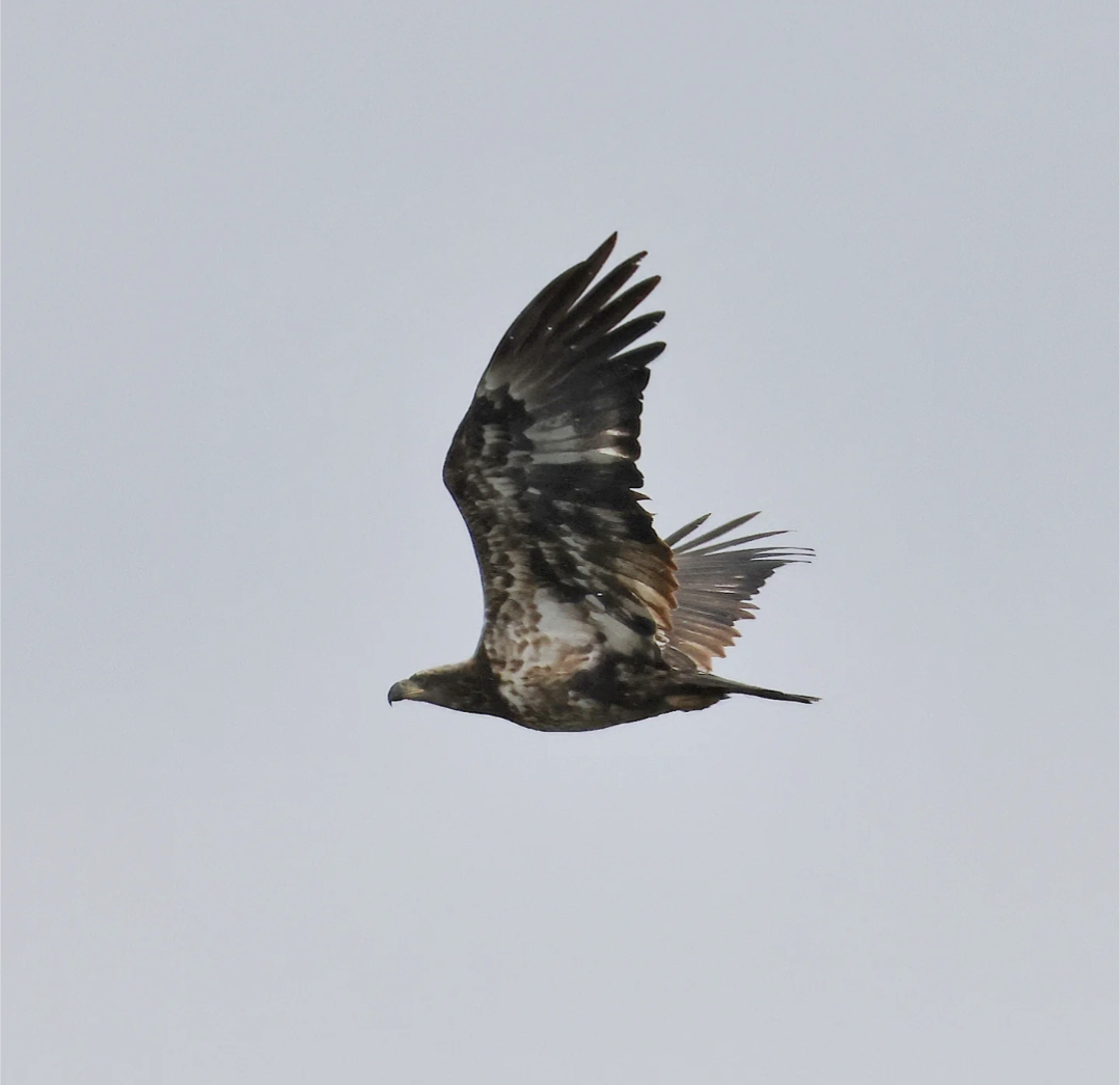 Bald Eagle - ML644940335