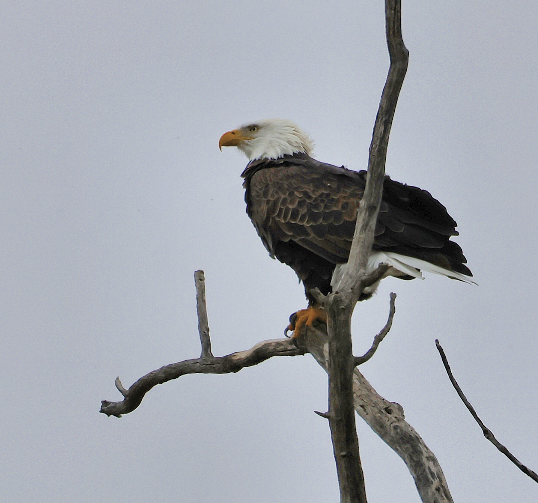 Bald Eagle - ML644940336