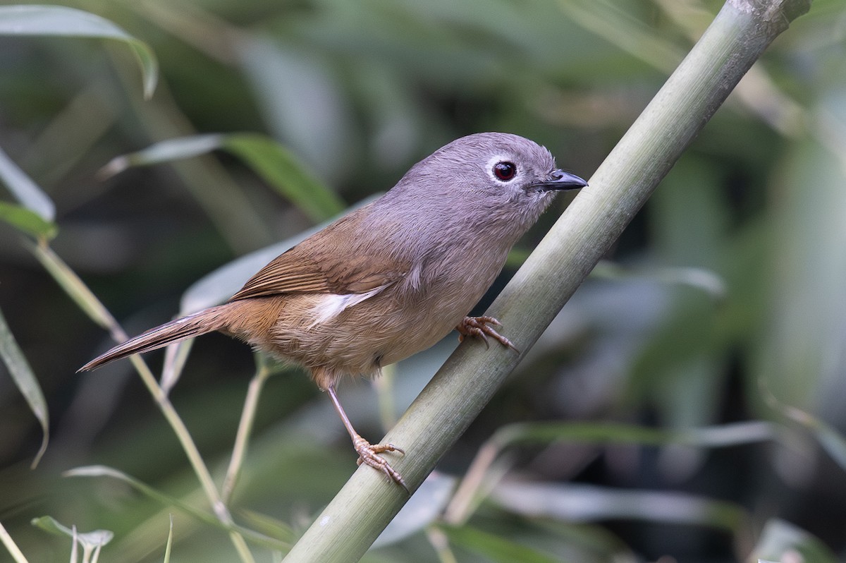 David's Fulvetta - ML644940346