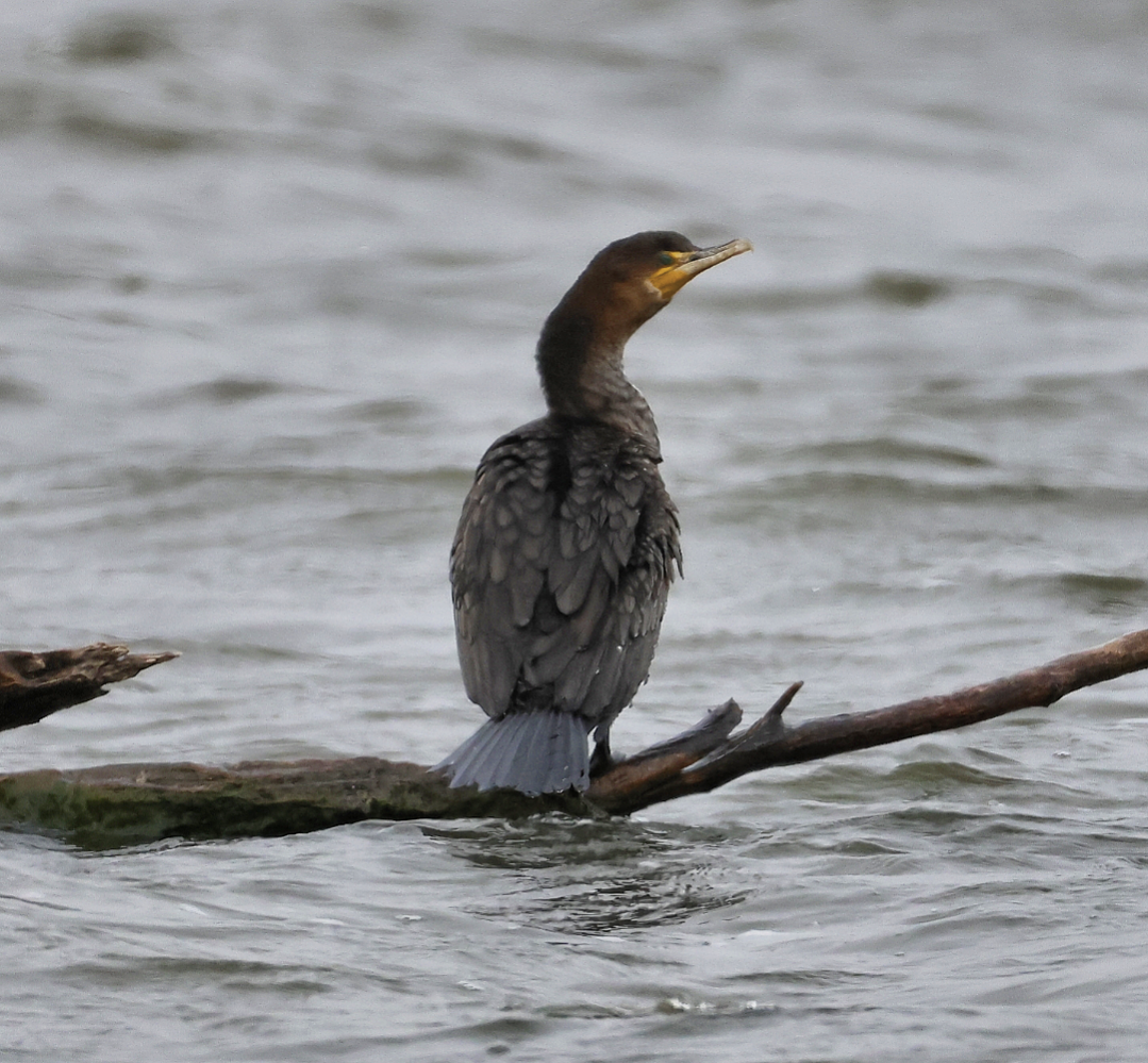 Double-crested Cormorant - ML644940348
