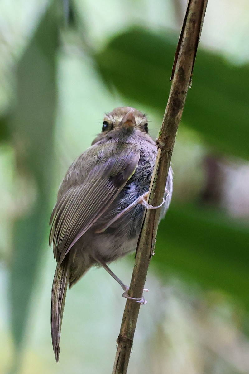 Todirostre à poitrine ombrée - ML644940350