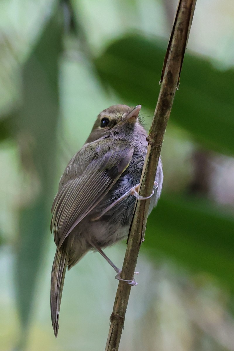Todirostre à poitrine ombrée - ML644940351