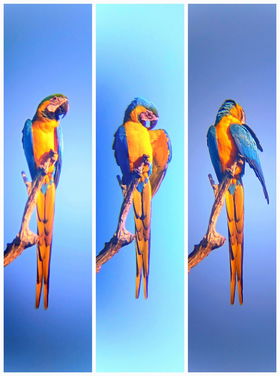 藍黃金剛鸚鵡 - ML644940370