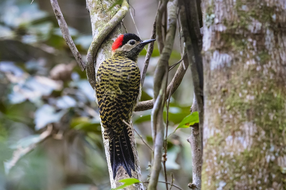 Декол плямистоволий - ML644940388