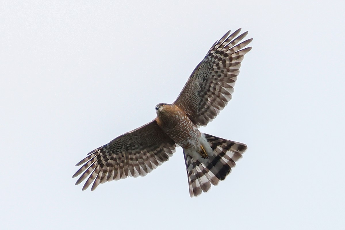 Sharp-shinned Hawk - ML644940401