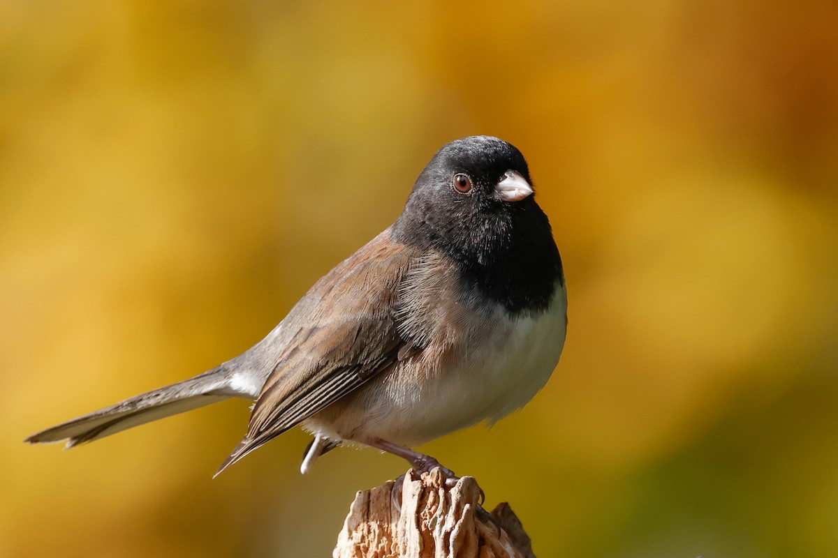 Dark-eyed Junco (Oregon) - ML644940412
