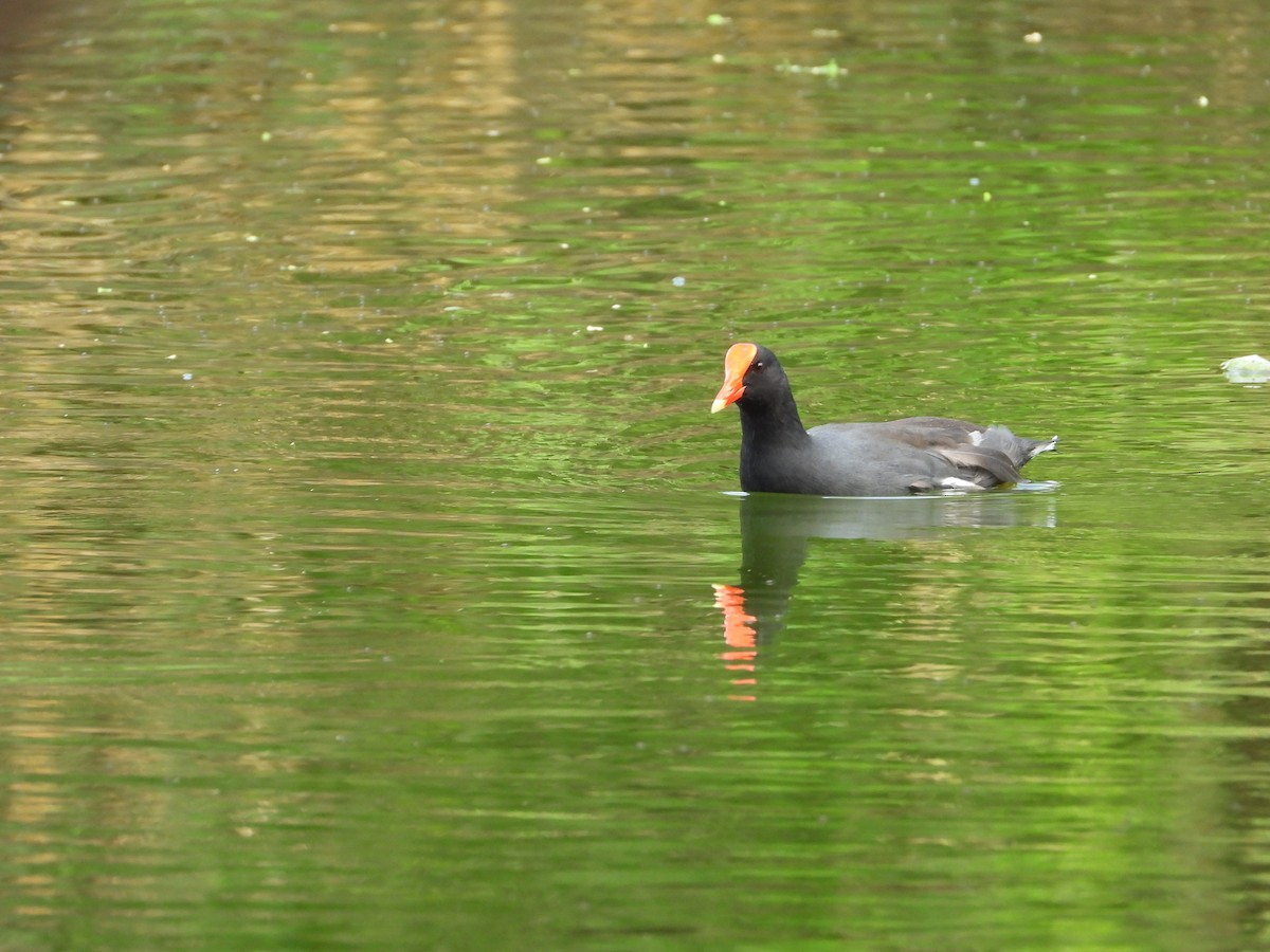 Курочка латиноамериканська - ML644940416