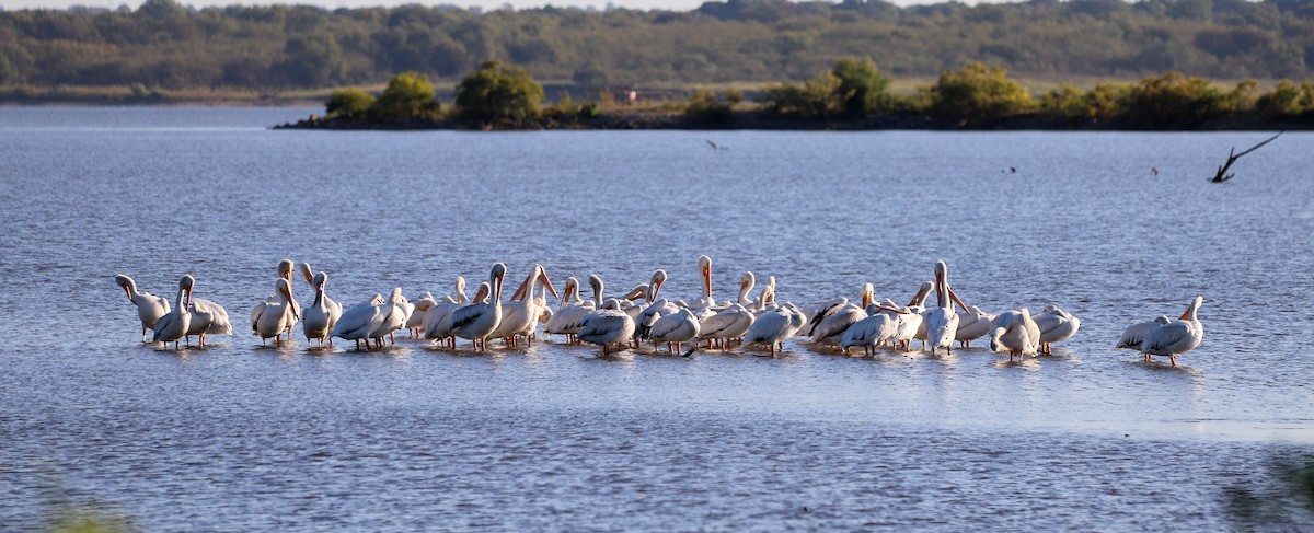 Nashornpelikan - ML644940446