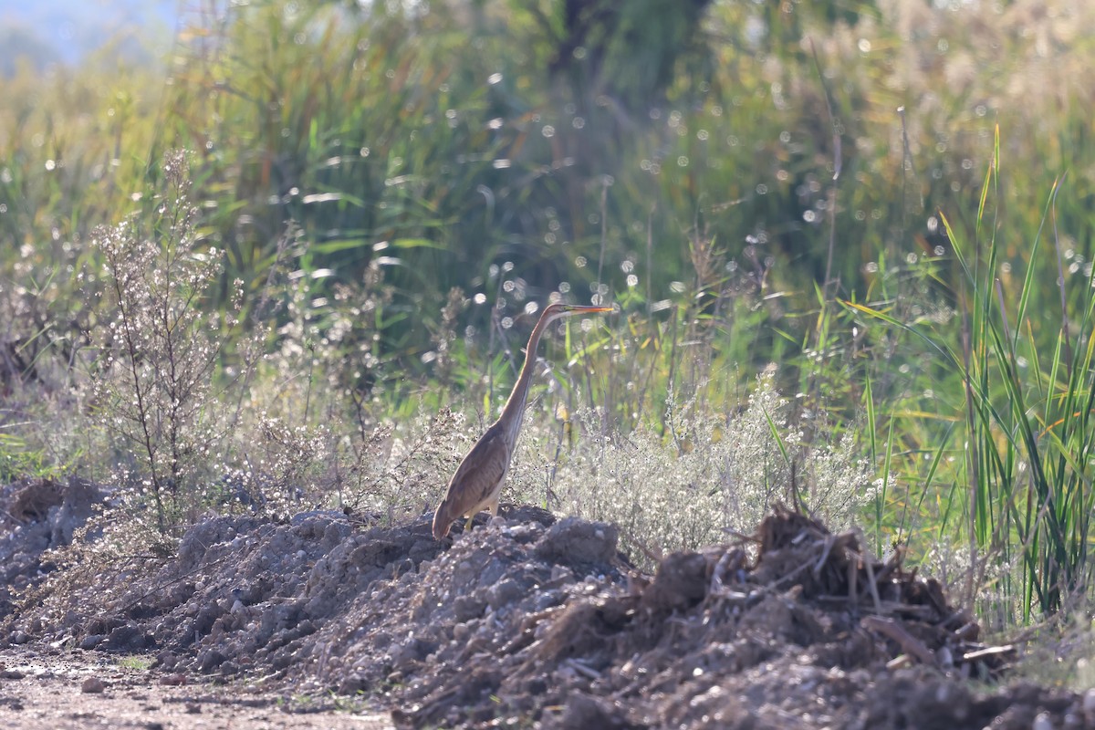 Purple Heron - ML644940460