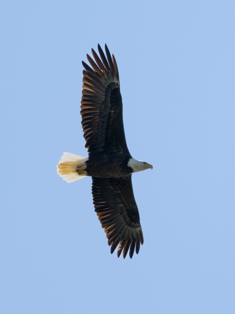 Bald Eagle - ML644940464