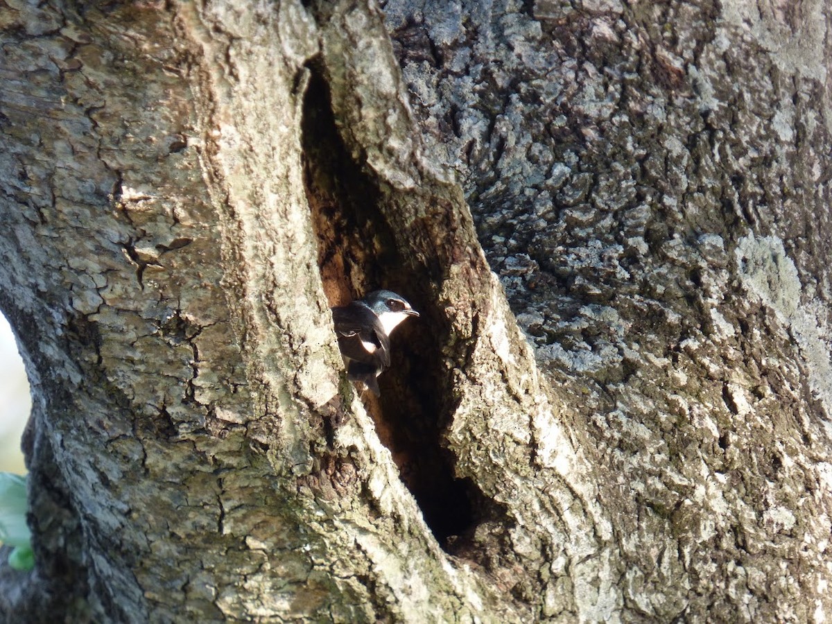 Hirondelle à diadème - ML644940479