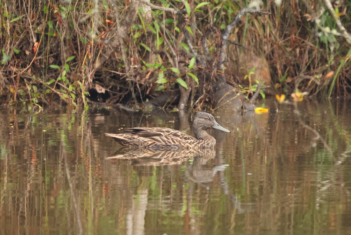 Meller's Duck - ML644940482