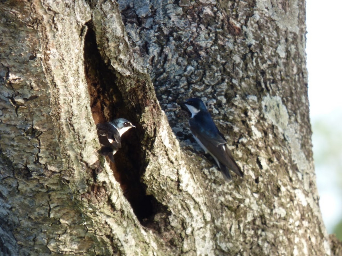 Hirondelle à diadème - ML644940487