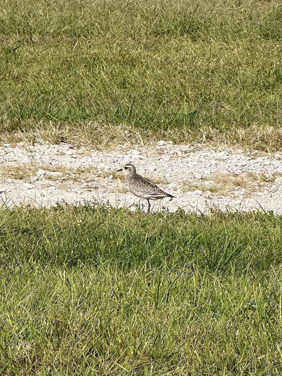 American Golden-Plover - ML644940489