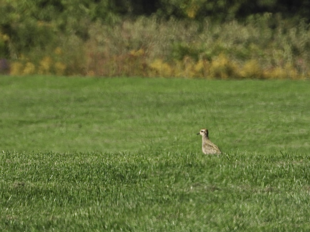 American Golden-Plover - ML644940490