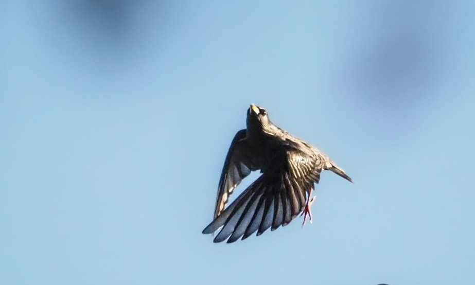 זרזיר שחור - ML644940494