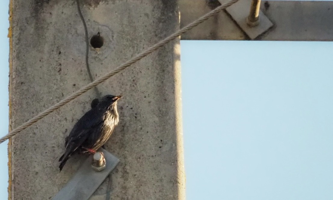 זרזיר שחור - ML644940495