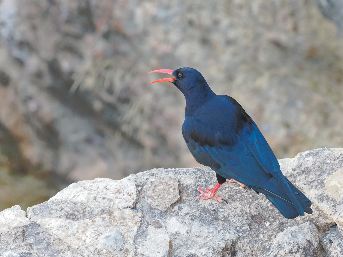 Gracchio corallino - ML644940510