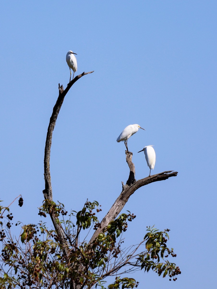 Schmuckreiher - ML644940537