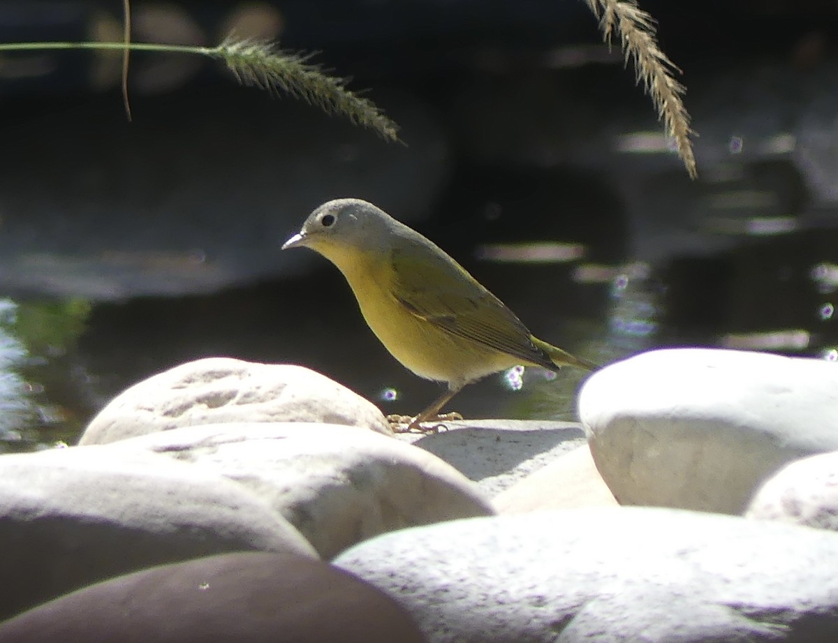 Nashville Warbler - ML644940538