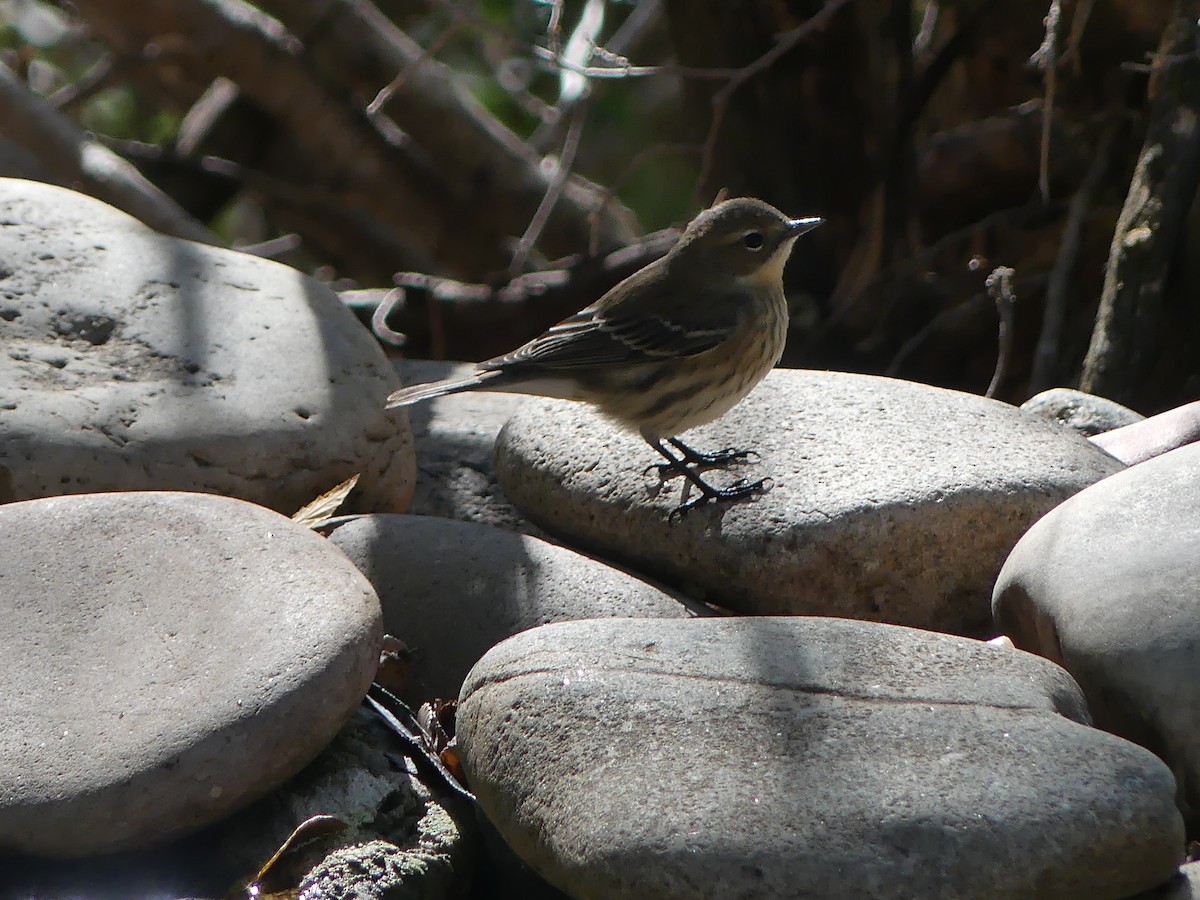 Yellow-rumped Warbler - ML644940547