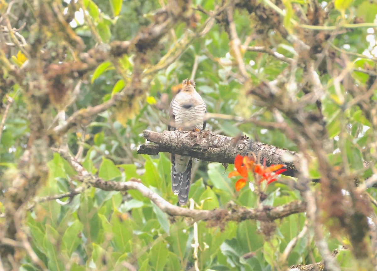 Мадагаскарская кукушка - ML644940577